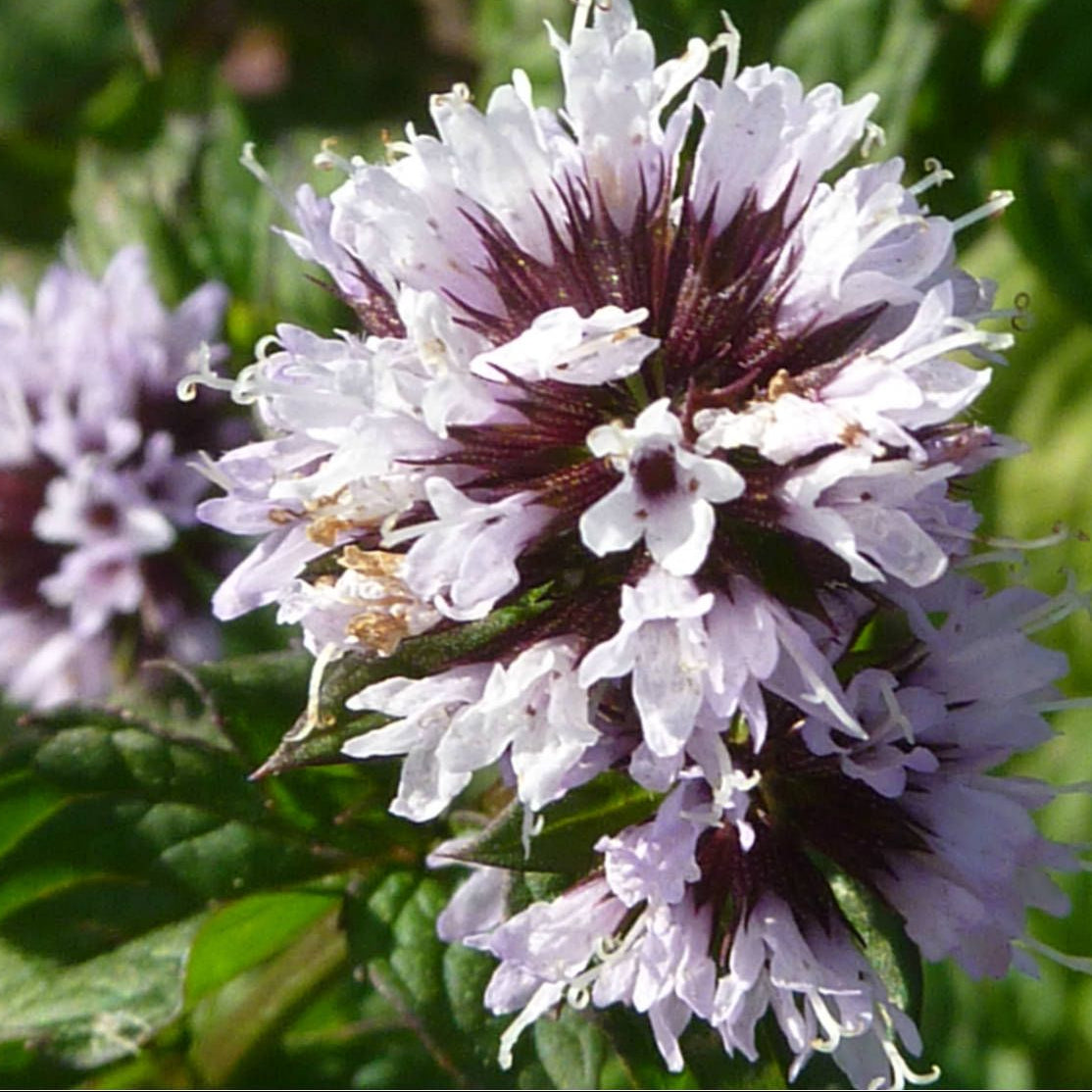 MENTHA piperita Chocolate Mint