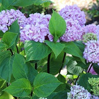 HYDRANGEA macrophylla Nigra Black Stem Bigleaf Hydrangea