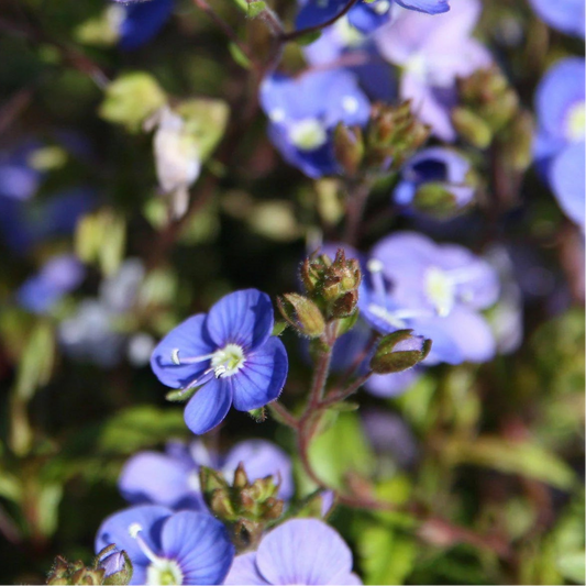 VERONICA peduncularis Georgia Blue Creeping Speedwell