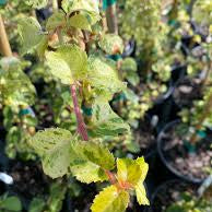 HYDRANGEA anomala ssp. petiolaris Kuga Variegated Hydrangea Vine