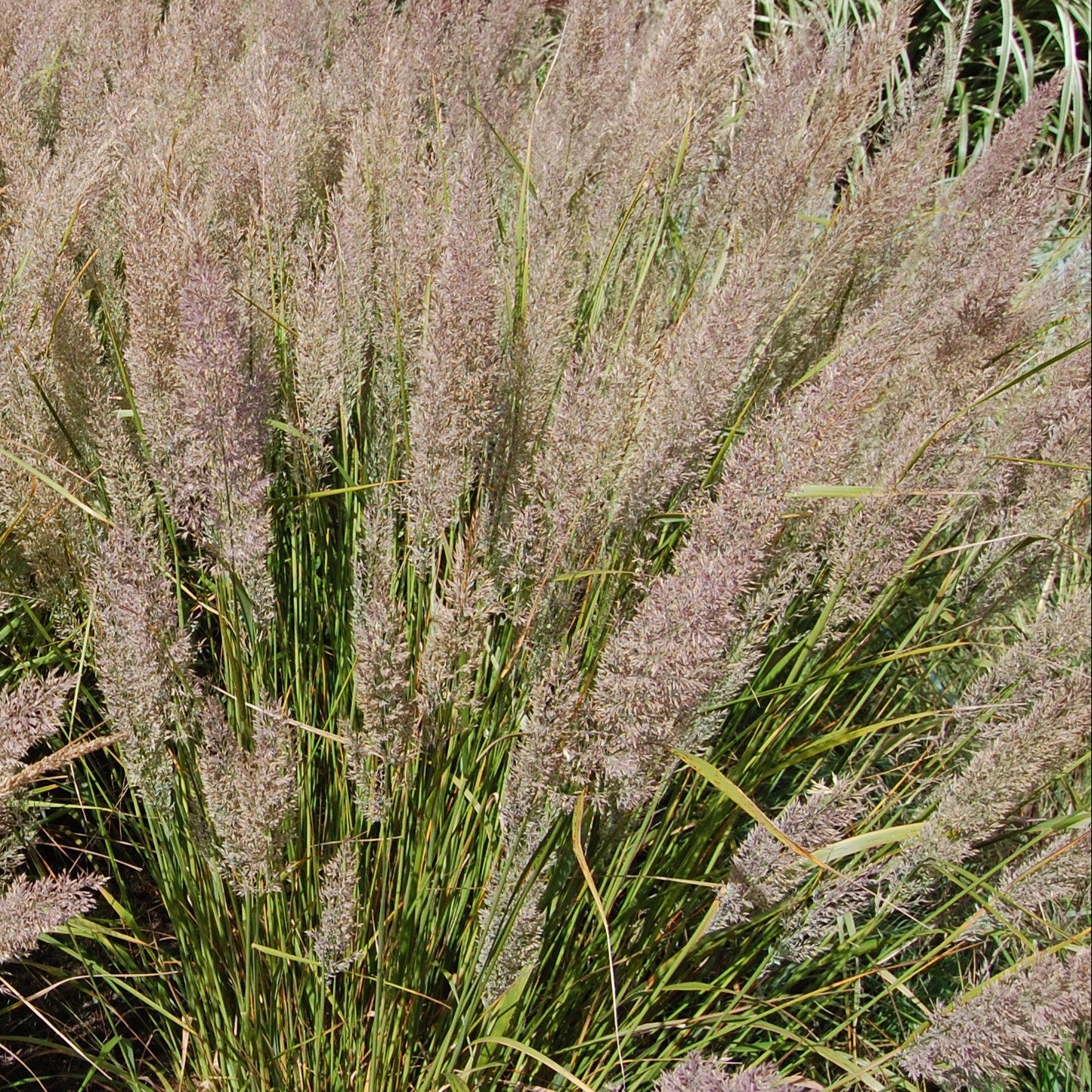 CALAMAGROSTIS arundinacea var. brachytricha Caspian Feather Reed Grass