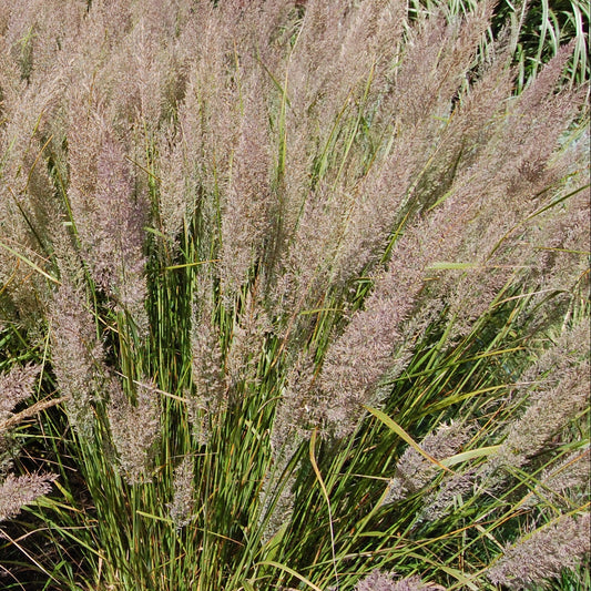 CALAMAGROSTIS arundinacea var. brachytricha Caspian Feather Reed Grass