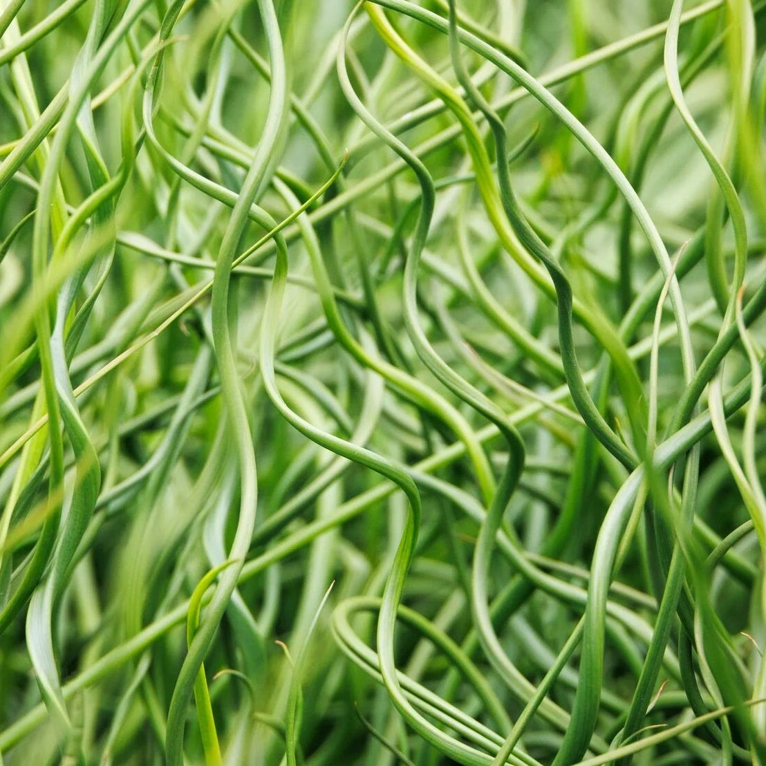 JUNCUS effusus Corkscrew Rush