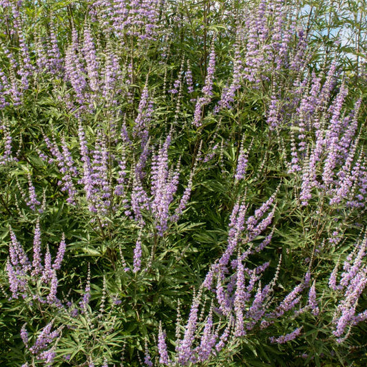 VITEX agnus castus Pink Flowered Chaste Tree