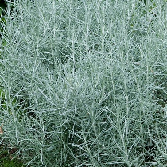 HELICHRYSUM italicum Curry Plant