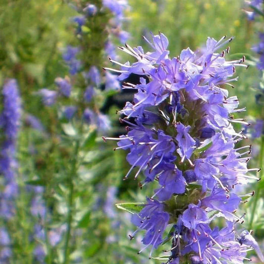 HYSSOPUS officinalis Blue Hyssop