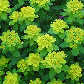 EUPHORBIA polychroma Cushion Spurge