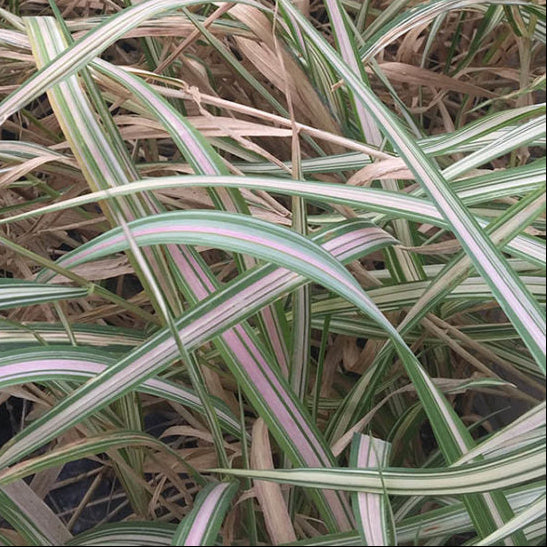 PHALARIS arundinacea Strawberries and Cream Ribbon Grass