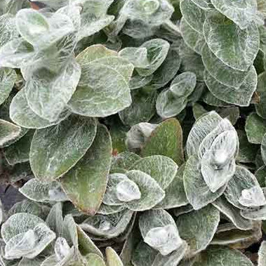 TRADESCANTIA sillamontana White Velvet