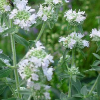 PYCNANTHEMUM pilosum Hairy Mountain Mint