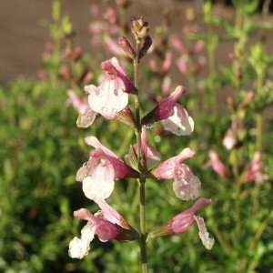 SALVIA x jamensis Sierra San Antonio Sage
