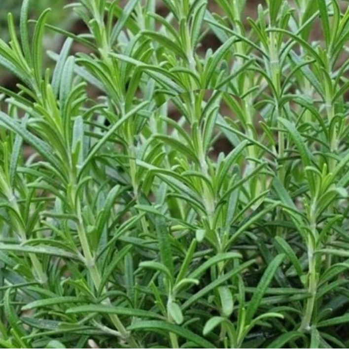 ROSMARINUS officinalis Rosemary Taurentius