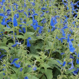 SALVIA patens Blue Angel Gentian Sage