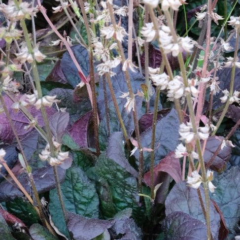 SALVIA lyrata Purple Lyreleaf Sage