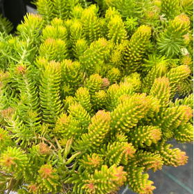 SEDUM repuestre Angelina Stonecrop