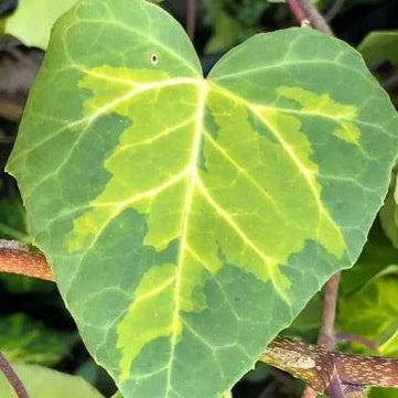 HEDERA colchica Persian Ivy Sulfer Heart