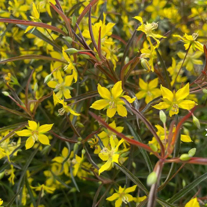 LYSIMACHIA lanceolata Burgundy Mist Loosestrife