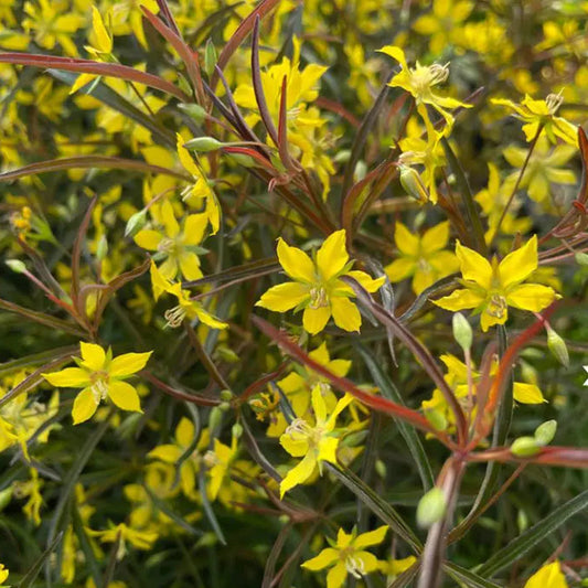 LYSIMACHIA lanceolata Burgundy Mist Loosestrife