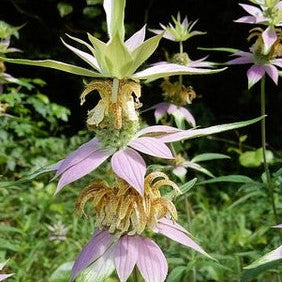 MONARDA punctata Spotted Bee Balm
