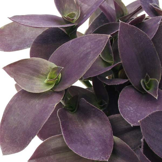 TRADESCANTIA pallida Purple Fuzzy
