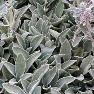 STACHYS byzantina Common Lamb's Ears