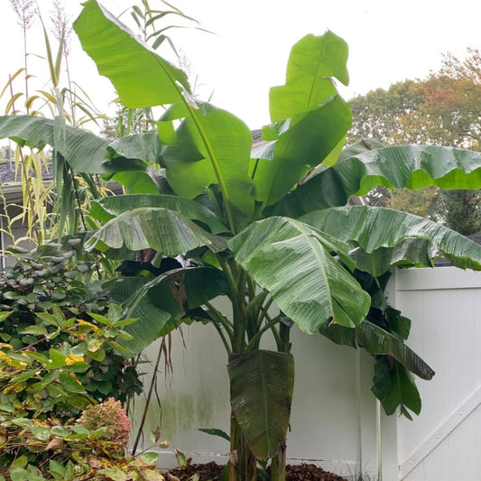 MUSA basjoo Japanese Fiber Banana