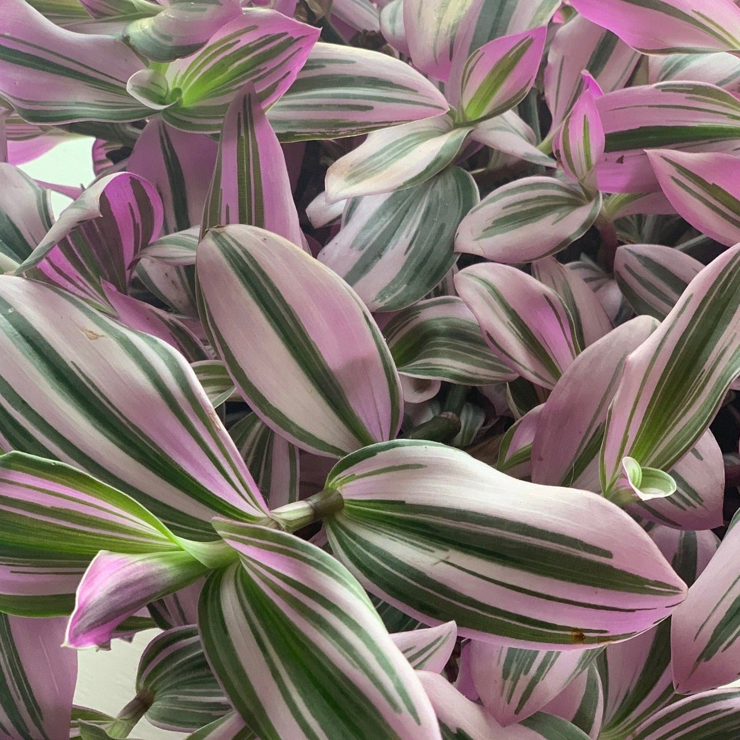 TRADESCANTIA albiflora variegata Nanouk