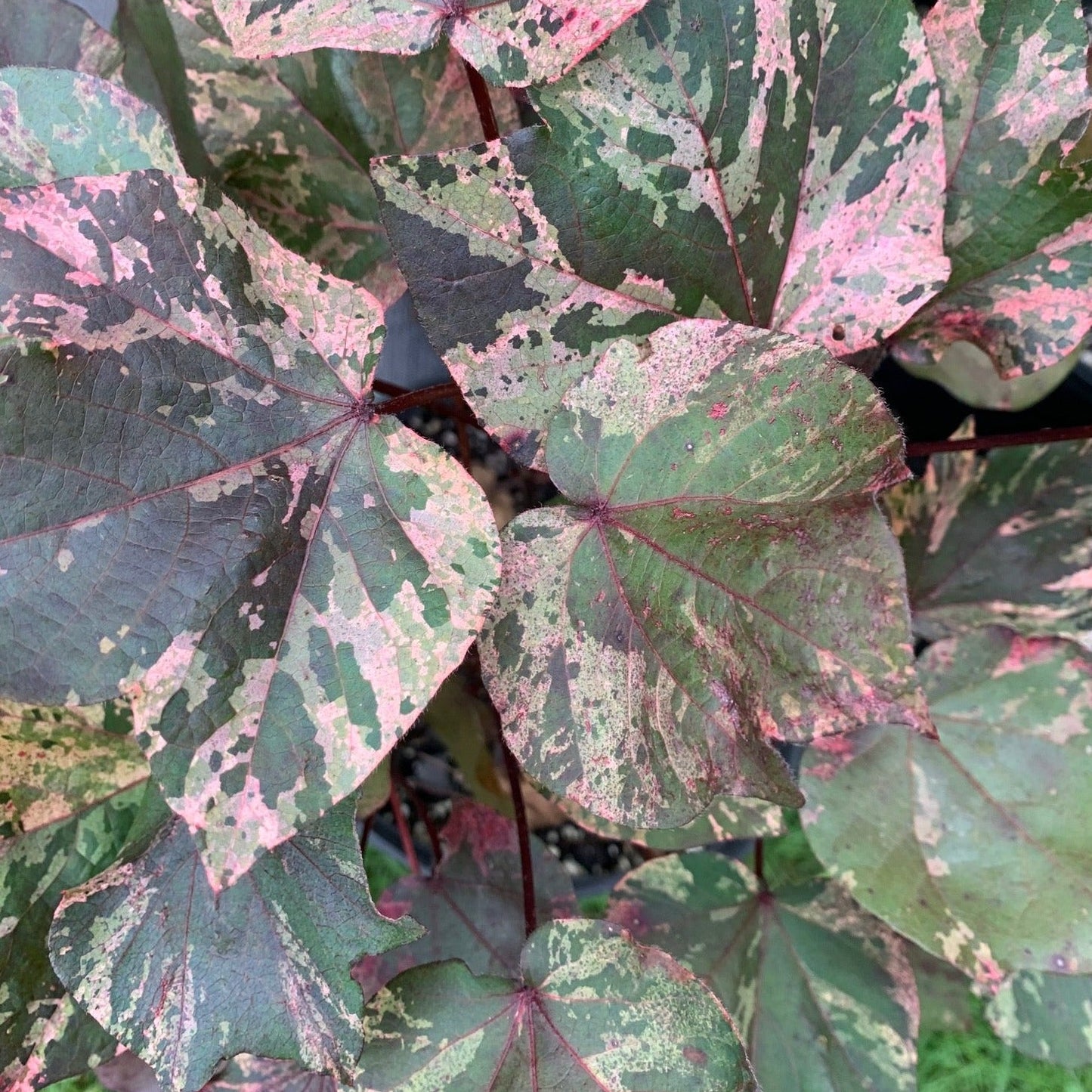 GOSSYPIUM herbaceum Variegated Albe Red Cotton