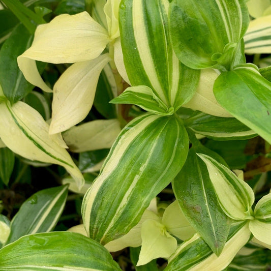 TRADESCANTIA fluminensis Variegata