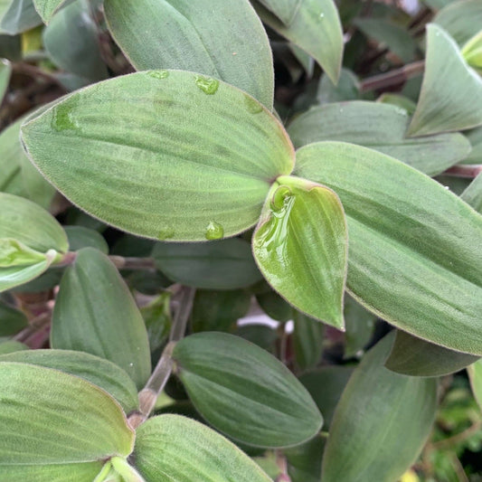 TRADESCANTIA chrysophylla Baby Bunny Bellies