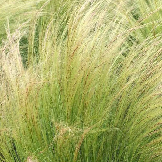 NASSELLA tenuissima Mexican Feather Grass
