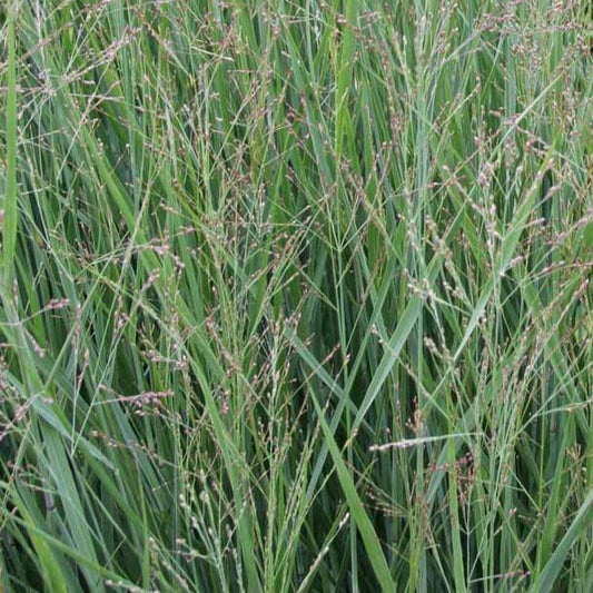 PANICUM virgatum Heavy Metal Switchgrass