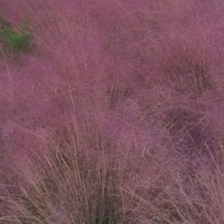 MUHLENBERGIA capillaris Pink Cloud Muhly Grass